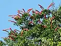 Houppier de Norantea guianensis dans la canopée au bord du Río Ventuari (Venezuela)