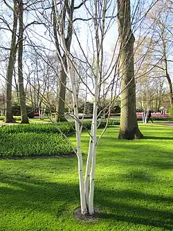 Betula utilis subsp. jacquemontii. Jardin de Keukenhof, Lisse (Hollande-Méridionale, Pays-Bas).
