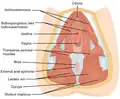 Muscles of female perineum.