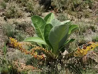 Description de l'image 11324-Byrsonima verbascifolia-Cacuri.jpg.