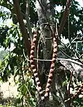 Fruit.