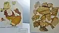 Fragments d'enduits peints trouvés dans la villa gallo-romaine de Keradennec en Saint-Frégant (IIIe&nbsp;siècle après J.-C., musée du Léon de Lesneven).
