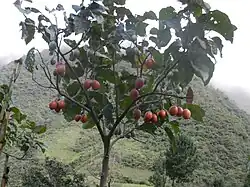 Arbre (Équateur).