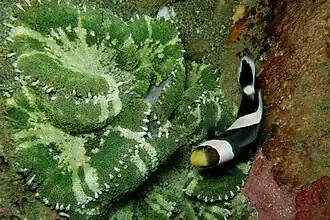 Stichodactyla haddoni