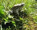Crapaud vert européen.