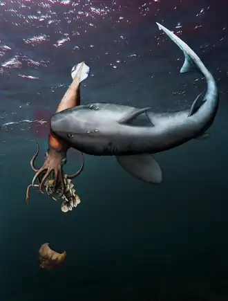 Image illustrative de l’article Swiss Journal of Palaeontology