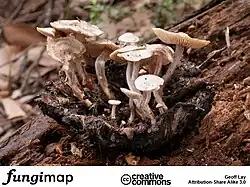A. mirabilis.