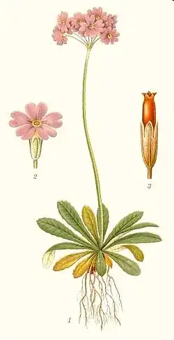 Planche botanique.