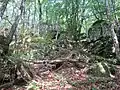 Forêt et rochers des gorges de Toul-Goulic.