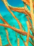 Gobie bryaninops