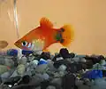 Platy "mickey" en aquarium (mâle).