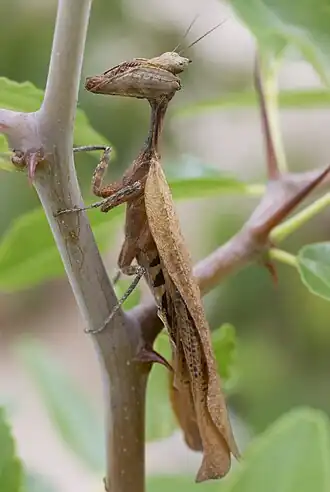 Description de l'image 1500leafmantis DSC4582 DxO.jpg.