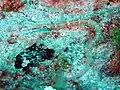 Syngnathinae