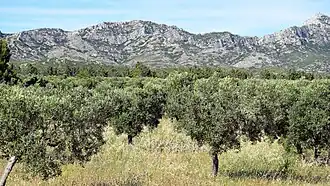 Plaine au pied du massif des Alpilles.