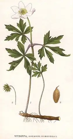 Anémone sylvie