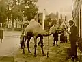 Fernand Cadoret (1855-1918) : Victor Robic donnant à manger à un dromadaire (photographie début XXe&nbsp;siècle)