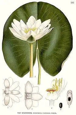 Nymphæa candida (en)C.Presl.