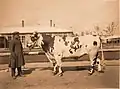 Taureau de race Pachkovskaïa, issu du domaine de la famille Pachkov, présenté à l'exposition agricole de Moscou de 1896.