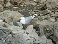 Goéland sur son nid.