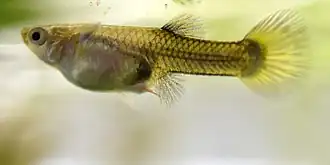 Description de l'image 190729 Guppy 01.jpg.