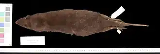 Description de l'image 1928.10.1.10 Skin Dorsal Skins-2 MG 1645-S.jpg.