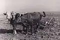 Mehlingen agricole en 1934