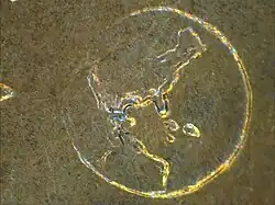 Détail d'une pièce de monnaie représentant la Terre.