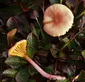 Hygrocybe lilacina.