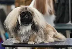 Pékinois pendant une exposition canine en 2011.