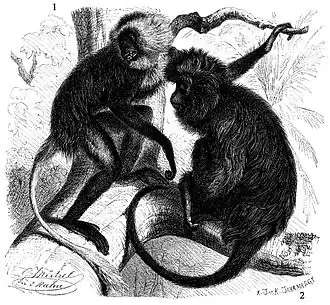 Description de l'image 1 - Colobus polykomos 2 - Colobus satanas.jpg.
