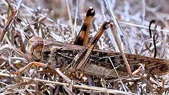 Criquet migrateur solitaire, brun (Madagascar) (photo M. Lecoq).