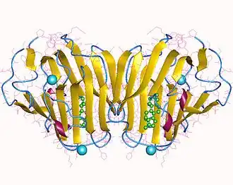 Image illustrative de l’article Sex hormone-binding globulin
