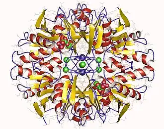 Image illustrative de l’article Ribose-5-phosphate isomérase