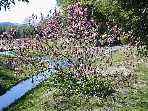 Magnolias dans la bambouseraie d'Anduze jouxtant la confluence de l'Amous avec le Gardon.