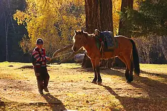 Probable cheval Kazakh chinois, Xinjiang, Chine.