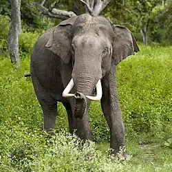 Un éléphant dans le parc en 2005.