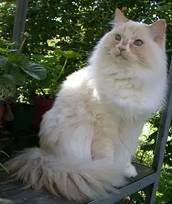 Un Ragamuffin « red point » ou « cream point ».