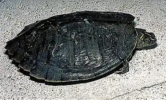 Description de l'image 20051114135926.jpg.