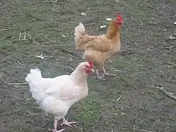 Poules issues de croisements, de type « industriel ».