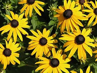 Description de l'image 2006-07-25 Rudbeckia fulgida2.JPG.