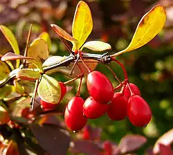 Fruits.