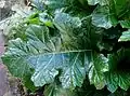Feuille d'Acanthus mollis.