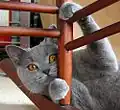 Un British Shorthair bleu.