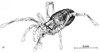 Description de l'image 2006 The Bulletin of zoological nomenclature p169 Fig. 1.jpg.