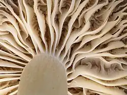 bifurquées
