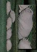 Urnes de l'espèce Sceliphron curvatum