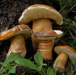 Le Bolet châtain (Gyroporus castaneus)