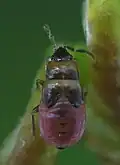 Plinthisus pusillus, juvénile, Finlande.