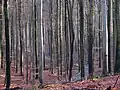 Un chemin en décembre.