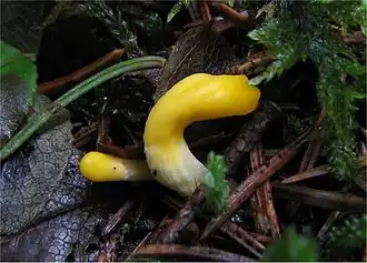 Neolecta vitellina